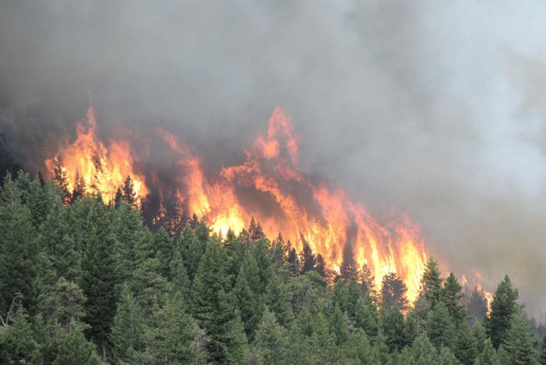Ущерб от лесных пожаров в России известен — финансов на борьбу с пожарами не хватает
