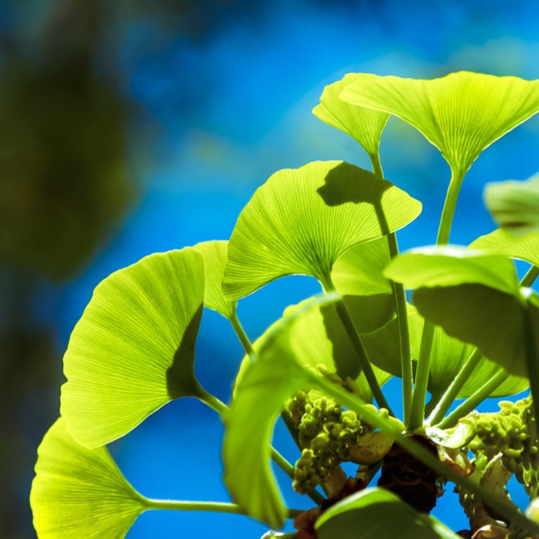 Ginkgo Biloba is a humble herb with a rich potency