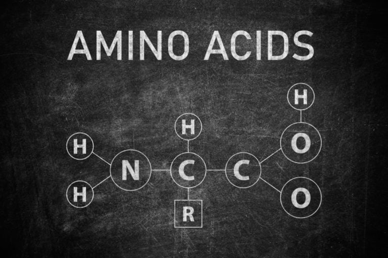 Axit amin: vai trò trong cơ thể con người