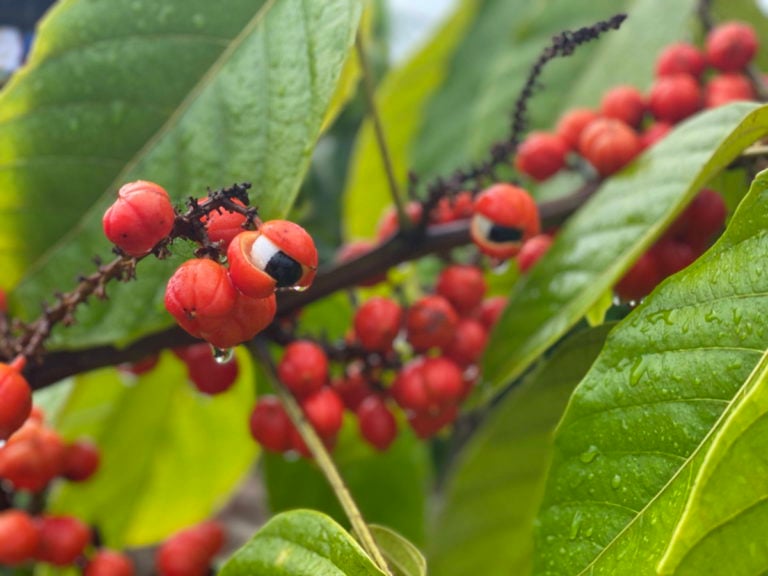 Guarana is a natural energy booster that is stronger than coffee